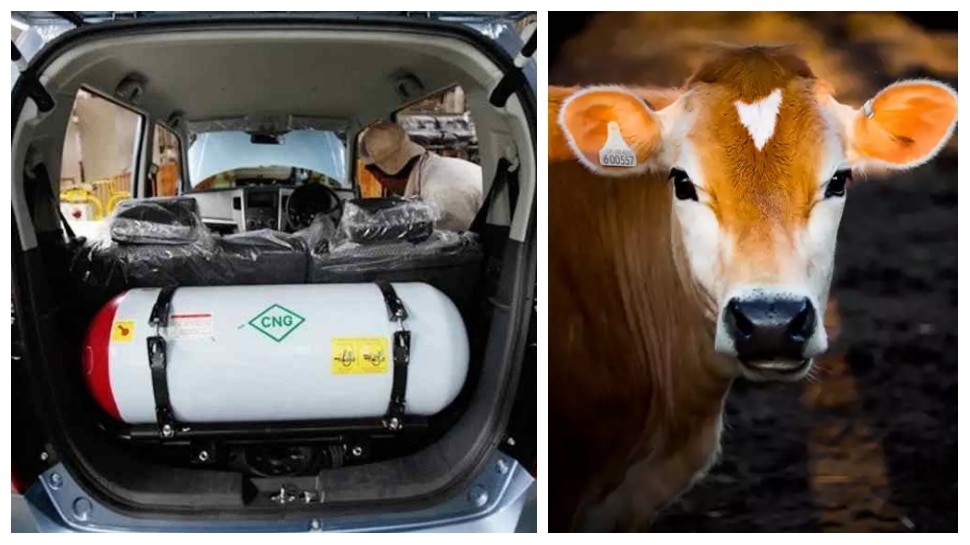 ગાયના ગોબરમાંથી બનશે CNG&nbsp;ગેસ
