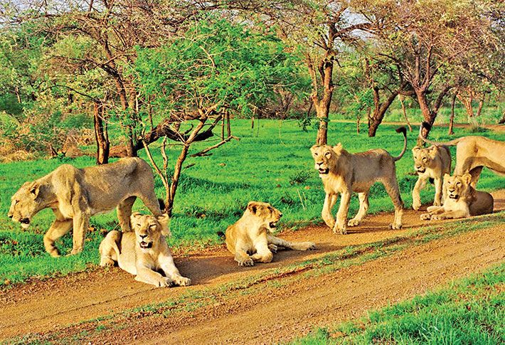 તાલાલા પંથકમાં સૂચિત ઇકો સેન્સિટિવ ઝોન આવતો અટકાવો તેવી તાલાલા તાલુકા પંચાયતની સામાન્ય સભામાં માગણી&nbsp;ઉઠાવાઇ