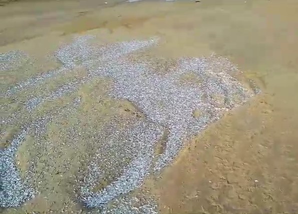 માંડવી પાસે ચાલી રહેલ બાર્જ કન્સ્ટ્રક્શન દરમ્યાન નીકળી રહેલ કેમિકલ યુક્ત પાણી દરિયામાં છોડતા માછલીઓ ના&nbsp;મોત