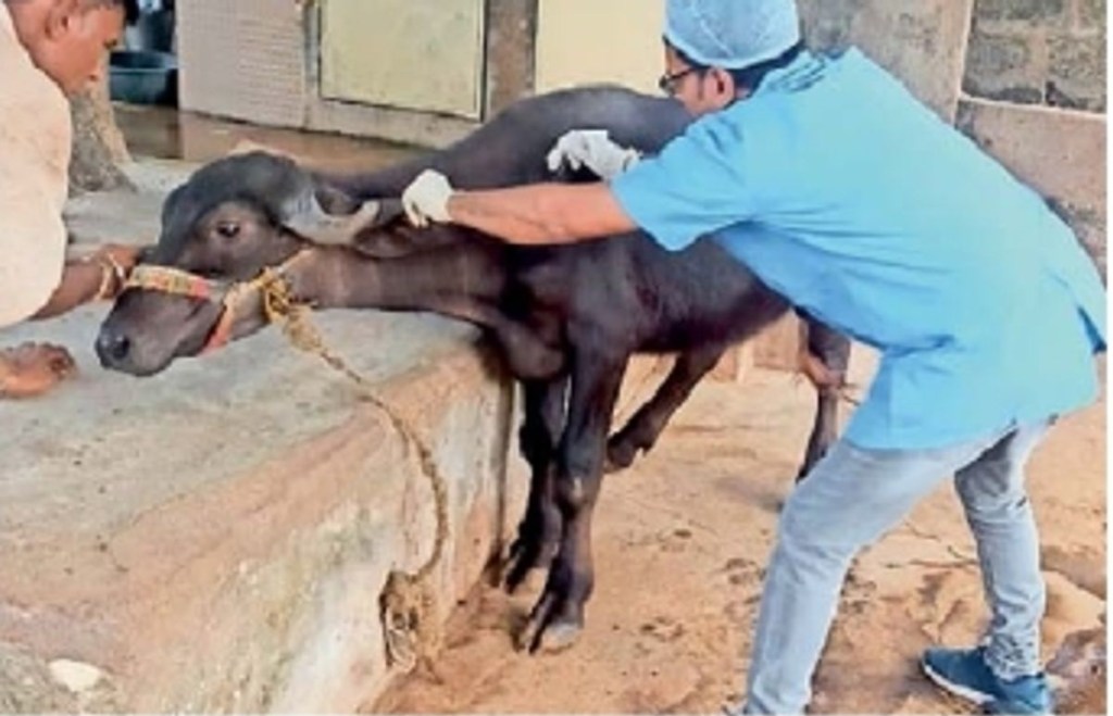 કચ્છના 9.85 લાખ પશુને ‘ખરવા મોવાસા’ રસીકરણનો&nbsp;પ્રારંભ